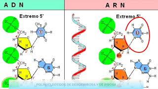 Nucleótidos ADN y ARN  4eso [upl. by Culley]