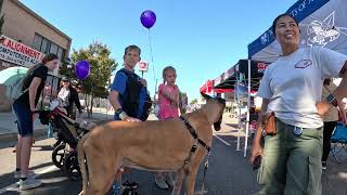 Cash 20 Great Dane at the Granada Hills street fair 2023 3 of 10 [upl. by Kcaz]