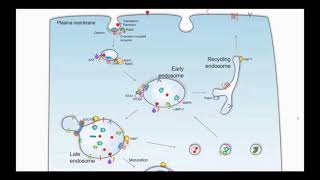 The Role of Endosomes in Prostate Cancer [upl. by Airalednac]