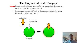 Biochemistry Lecture 8 [upl. by Aicirtan]