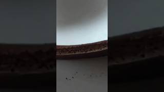 Comment préparer une génoise au chocolat 😜😜😜food cuisine viralvideo millionaire cake chocolate [upl. by Ulises]