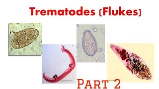 Trematodes  Clonorchis [upl. by Laverne]