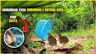 ✅ARMADILHA PARA CODORNAS PÁSSAROS E OUTRAS AVES USANDO CESTA  Saber Agro [upl. by Grimaldi620]