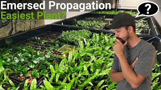 How To Propagate The EASIEST Aquarium Plant Emersed FAST [upl. by Yrehc280]