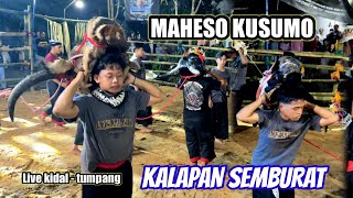 Mode kalap bringas semburat  MAHESO KUSUMO live kidal  tumpang [upl. by Raman]