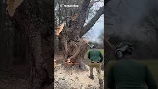 How to perfectly fell a massive tree arborist logging chainsawman [upl. by Ydnak]