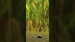 Backrooms Corn Maze backroomsroblox robloxthebackroomshorror roblox [upl. by Brower]