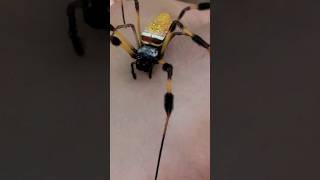 The Banana Spider Dangerous or Misunderstood animal wildlife spider [upl. by Nuri408]