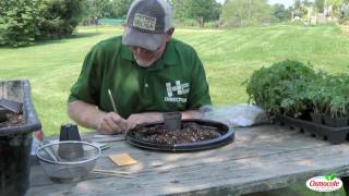 How To Plant Tomato Seeds [upl. by Alyose]