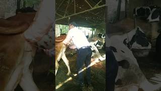 Artificial insemination in cow agrisolution youtubeshorts shorts [upl. by Benyamin927]