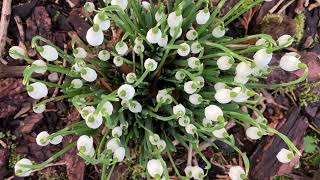 Snowdrops popping up the first sign of Spring [upl. by Arihas]