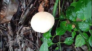 Second fruiting of Calvatia craniformis [upl. by Edia9]