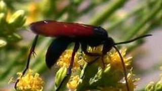 Pepsis Wasps AKA Tarantula Hawks Slow Motion Flight [upl. by Bradstreet]