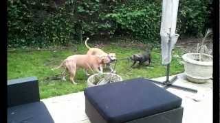 Battle Amstaff vs Staffy  Staffordshire Bull Terrier Bleu [upl. by Jere]