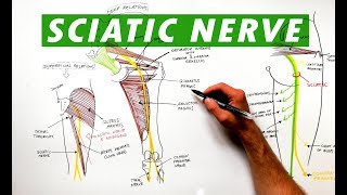 Sciatic Nerve  Anatomy Tutorial [upl. by Elleryt]