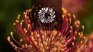 Grootbos  Cape Floral Kingdom  Flowers of South Africa [upl. by Debor828]