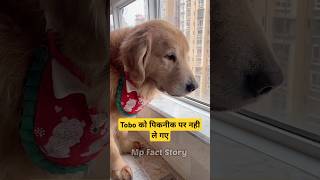 🐕Tobo को पिकनीक पर जाना है  mini wood toy  woodworking art skills  hand crafts shorts pets [upl. by Dubenko11]