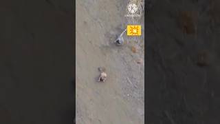 Rabbit chase leopard rabbit leopard trending wildlife shortvideo shorts short [upl. by Enymzaj]