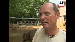 Belgian zoo animals endure high temperatures [upl. by Wachter832]