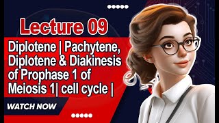 Diplotene  Pachytene Diplotene amp Diakinesis of Prophase 1 of Meiosis 1 cell cycle  Lecture 9 [upl. by Enomahs]