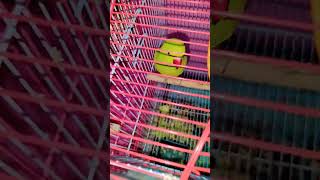 funny mitthu parroting parrot birds [upl. by Inger]