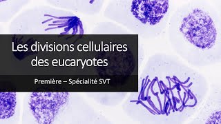 Cours Spé SVT 1eres  Les divisions cellulaires des eucaryotes [upl. by Elvin]