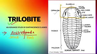 Trilobite Fossils A Window to the Past [upl. by Joshua]