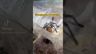 Chromatopelma cyaneopubescens foryou spider ptasznik dc dc [upl. by Noteloc]