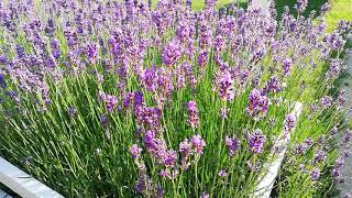 Lavandula angustifolia Munstead in Flower [upl. by Chem894]