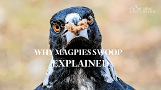 EXPLAINED Why do magpies swoop [upl. by Dilly]