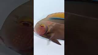 Black surgeonfish [upl. by Caldeira]