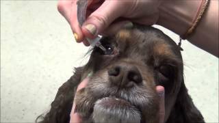 Giving eye drops or ointment to your dog [upl. by Ocsicnarf622]