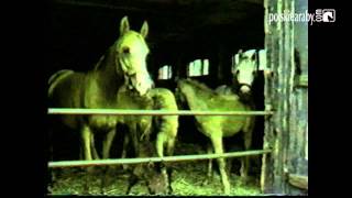 Arabian Horse Video Magazine Breeding  Hodowla [upl. by Yrkcaz]