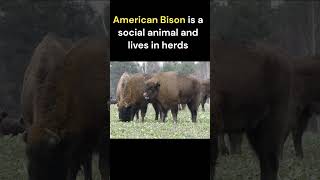 The American Bison  National Animal of USA  American Buffalo Bison [upl. by Rebmeced171]