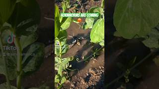 Hornworms hornworm tomato gardening laugh office gardenlife gardeningtips shorts short [upl. by Aeret]