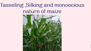 Silking tasseling and monoecious nature of maize maize botany What is Silking tasseling [upl. by Streeto83]