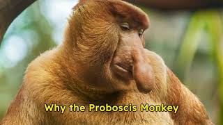 Why is the Proboscis Monkey considered One of The Weirdest Animals in the World [upl. by Fitzhugh]