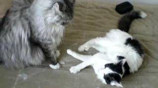 maine coon vs regular housecat [upl. by Lotsyrc]