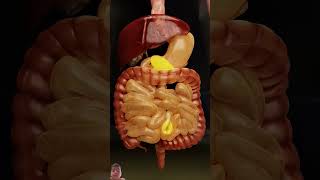 How our food Is digested in your body shortvideo curiousgurubrar [upl. by Lonna]