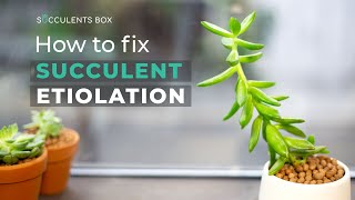 BEGINNER TIPS HOW TO FIX SUCCULENT ETIOLATION  WHY SUCCULENT IS LEGGY OR STRETCHED [upl. by Adamik]