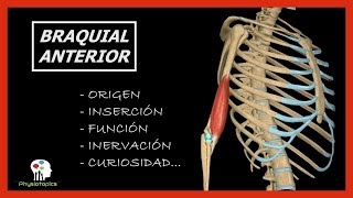 Braquial Anterior  Origen inserción función inervación y curiosidad [upl. by Amolap187]