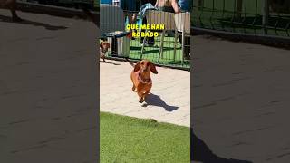 Qué PELIGRO‼️Quieren mi pelota🎾 perrosalchicha teckel dachshund humor perros doglover [upl. by Goat55]