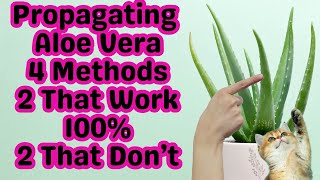 How To Propagate Aloe Vera  The Two Fastest Ways To Multiply  Step By Step From Soil To Watering [upl. by Anaj]