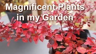 How Im growing Barberry in my Garden Secrets Barberries varieties  Alexas Garden [upl. by Nolyarb]