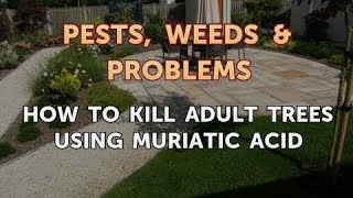 How to Kill Adult Trees Using Muriatic Acid [upl. by Einor808]