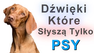 Dźwięki które słyszą tylko Psy [upl. by Jurgen169]