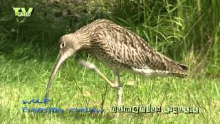 Eurasian Curlew  wulp  wylp  Numenius arquata [upl. by Regen]