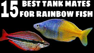 Most Suitable Tank Mates For Rainbow Fish [upl. by Zippel]