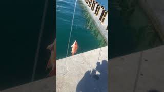 Hogfish Thanksgiving Day fishing [upl. by Niram318]