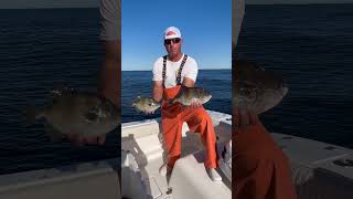 Grey Triggerfish  plus tautog and cod codfishing triggerfish tautog [upl. by Orravan]